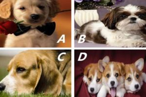 4種狗狗，選只最喜歡的，測你現在心中最牽掛誰？