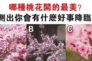 心理測試：哪朵桃花開的最美？測你翻身走什麼好運！