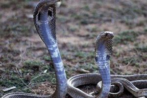 心理學：哪一條蛇是你最不想看到的？測你會被自己的好友坑慘嗎
