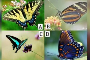 4隻蝴蝶你覺得哪隻最好看？測你五月會有啥喜事？