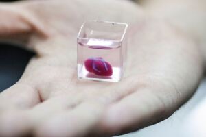 以色列製成全球首個3D列印心臟：只有2.5釐米