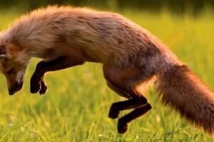 心理測試：4隻狐狸，哪只最聰明？測你的能力能不能撐起你的野心