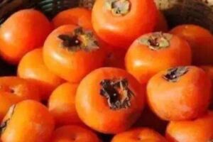 冬季吃柿子容易長結石？營養師：挑選成熟柿子鞣酸含量低，放心吃
