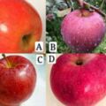 下面的蘋果你覺得哪個最甜？看你生活中最缺的是什麼？