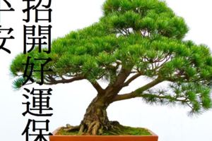 家裡放「這9種」植物，不但保平安，還能讓你招財開運！（2017年，家裡一定要放！）