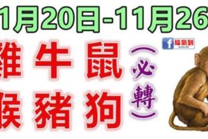 十二生肖每週運勢播報（11月20日—11月26日）