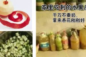 水果皮養花，簡直不要扔~太好用