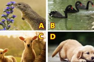第一眼看上去最喜歡哪只動物？測你9月有什麼好運降臨