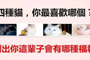 四種貓，你最喜歡哪個？測出你這輩子會有哪種福報