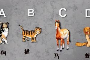 心理測試：如果讓你化身動物，你更傾向於下面哪種？