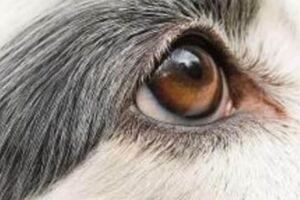 心理測試：4隻眼睛，哪個是狗？測你在今生會愛上幾個人！