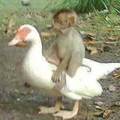  鸭子听到好友小猴子传来惨叫时，牠牺牲性命上前做出「连人类都办不到」的感人义举！