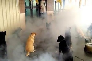 搜救犬怎么训练成的，乡民的回答让我大开眼界啊!