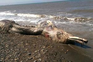 俄羅斯海灘驚現怪獸屍體 體型比人類大一倍