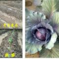 《家庭伏天種菜推薦》《立秋種菜推薦》紫甘藍的種植方法