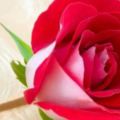 心裡默念一個名字，選一朵你喜歡的玫瑰花，測你以後的老公什麼樣