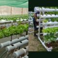 工地上撿10根pvc水管，回家鑽洞種蔬菜，不用土不澆水長成大菜園