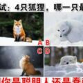 心理測試：4隻狐狸，哪一隻最可愛？測你是聰明人還是蠢萌！