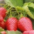 草莓農殘量最高，其次還有菠菜、紫甘藍？反而要注意自種蔬菜