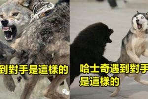 想必哈士奇大家都不陌生吧，是狗狗中著名的「二貨」，要知道二也是一種生活，二也是一種生活態度啊！！！