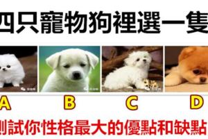 四隻寵物狗裡選一隻，測試你性格最大的優點和缺點！