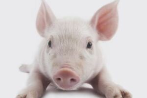心理測試：你覺得哪只小豬比較可愛？測你的心理年齡多大？超准