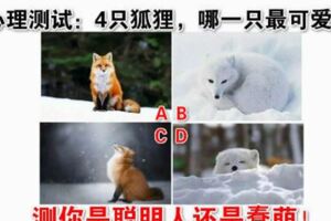 心理測試：4隻狐狸，哪一隻最可愛？測你是聰明人還是蠢萌！