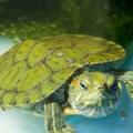 巴西龜能放生嗎？在哪裡放生呢？