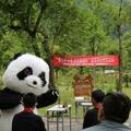 守護大熊貓公園：司法之力解讀！