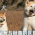 秋田犬與柴犬，不同體型，不同個性！