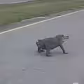 影／「法鬥」在路中央散步？她看清後嚇到急煞車：剩半隻