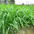 【韭菜秘密】為何大盤最愛割韭菜？白頭青頭、大葉小葉誰好吃？韭蔥也是韭菜嗎？