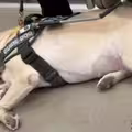 導盲犬本來想休息　「聽到這句」秒站起！盡責身影惹哭網