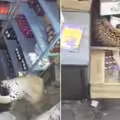 店員上班一半　野豹突闖店飛撲狠撕