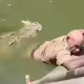 餵食一半遭鱷魚攻擊　員工傷重不治動物園慘了
