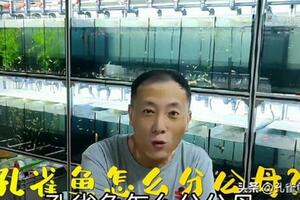 孔雀魚如何區分公母？