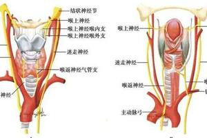 「聲帶麻痹」該如何規範治療？