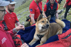 33公斤秋田犬「爬山累到走不動」　13名救難隊輪流扛下山：傷者很冷靜