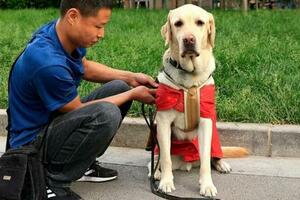 「阿布，你是我的眼！」 它，是石家莊第一隻導盲犬