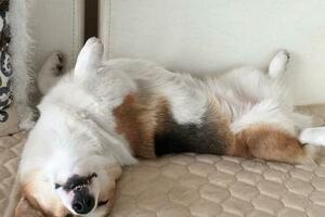 狗狗喜歡露肚子睡覺，你知道為什麼嗎？