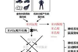 【婦產科普】新生兒「安檢」，護佑寶寶健康成長——高苯丙氨酸血症（HPA）