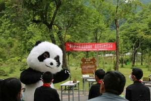 守護大熊貓公園：司法之力解讀！