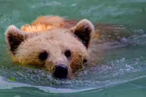 日本熊害頻傳！美國駐日大使館發警示　「2地區」需高度戒備