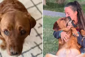 狗狗太聰明「當不了服務犬」被退訓！新主人養1年終於懂了開除原因：是真的