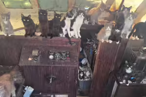 猶如吉卜力電影!海上廢棄船艙驚見「60貓船員」 猶如吉卜力電影!海上廢棄船艙驚見「60貓船員」