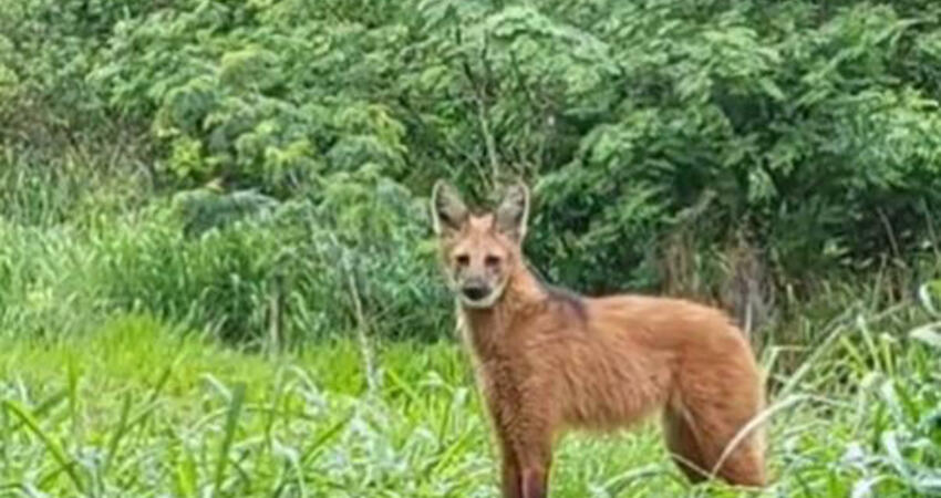 學校有狼！拍攝者「無視吠叫」靠近…疑想和牠溝通 全場怕爆