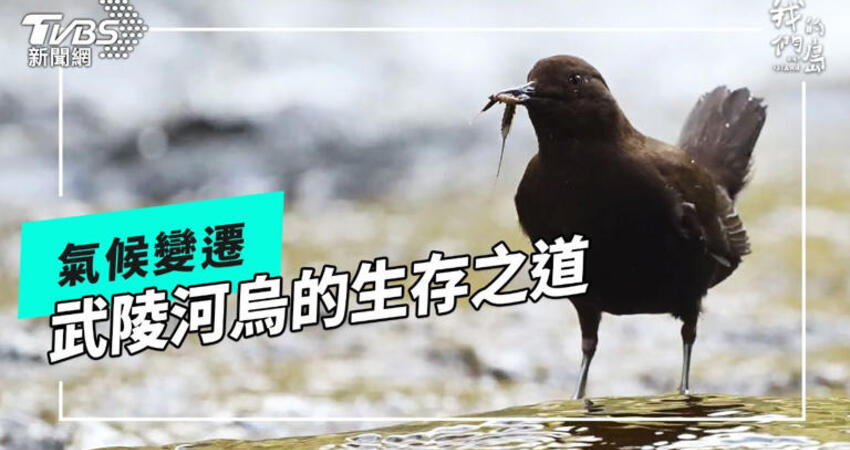 第8屆全球華文永續報導獎／武陵河烏啟示