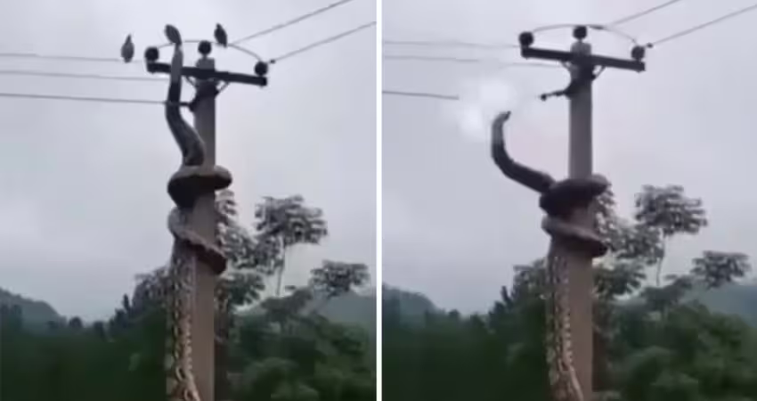 巨蟒爬電線準備出擊　下秒「狂爆火花」慘了