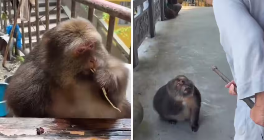 猴子「亂嗆香客」　老師太揮棒訓斥
