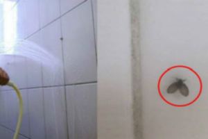 驚！浴室常看到這種「飛蟲」，千萬要小心原來牠容易「傳染病毒」！教你用「這4招」徹底消滅！